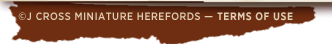 © J Cross Miniature Herefords - Terms of Use