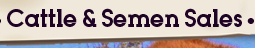Cattle and Semen Sales